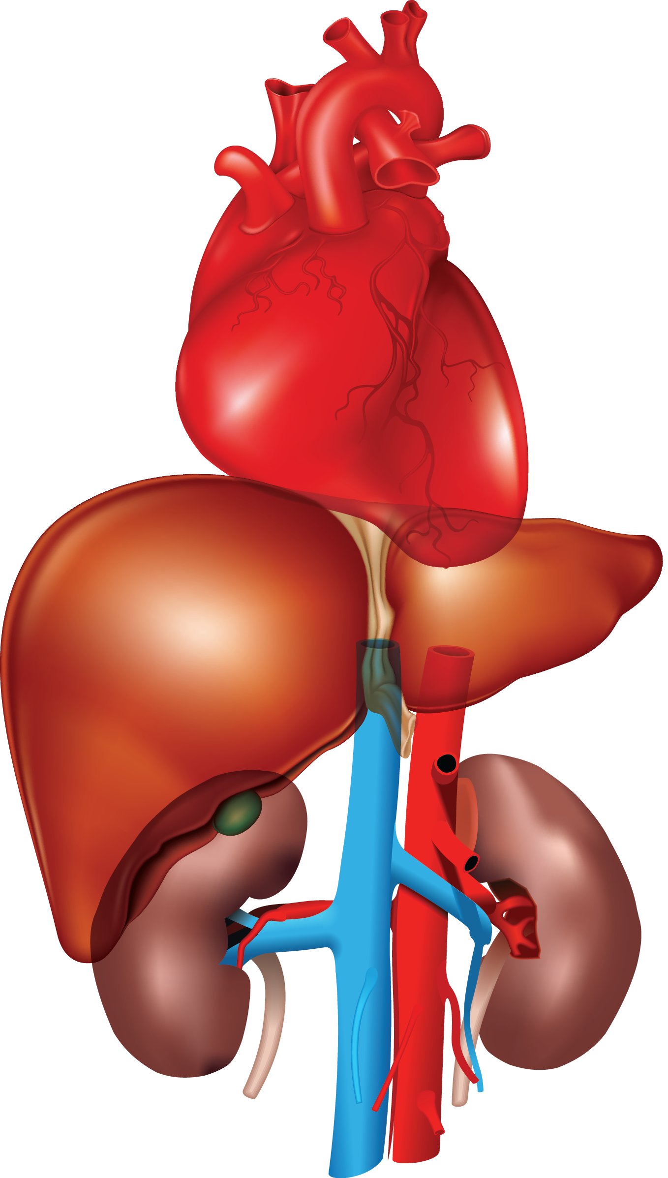 Heart, liver, kidney - transparent bkgd_20130718031616