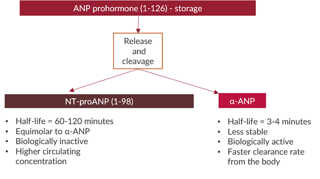 This flow chart demonstrates how ANP is released and cleaved into NT-proANP and alpha-ANP.
