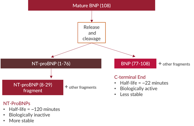 This flow chart demonstrates the process of BNP being released and cleaved into NT-proBNP and BNP fragments.
