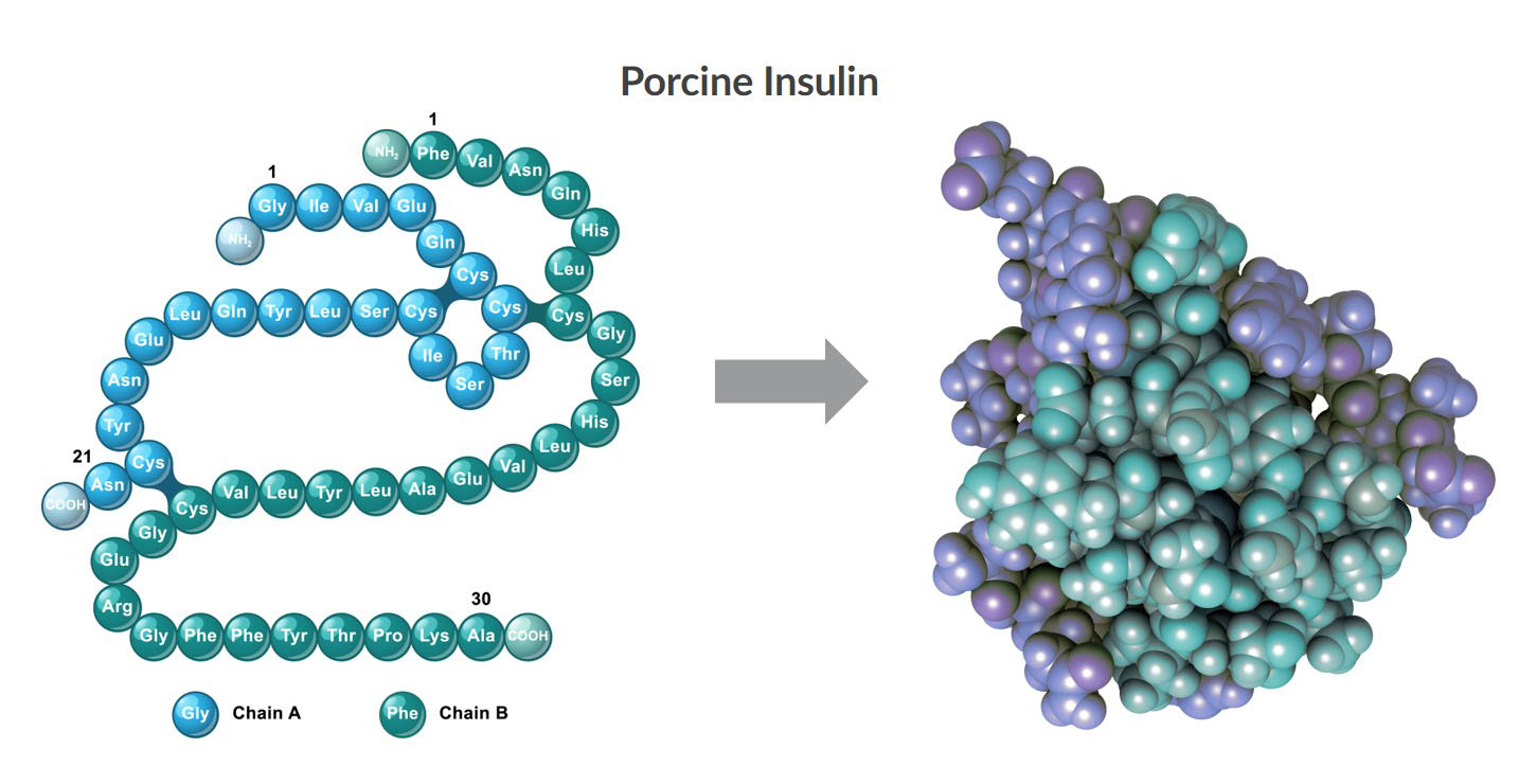 This illustration visualizes the 2D and 3D structures of porcine insulin.