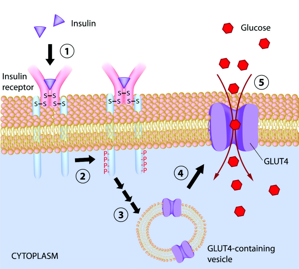Insulin function in muscle cell