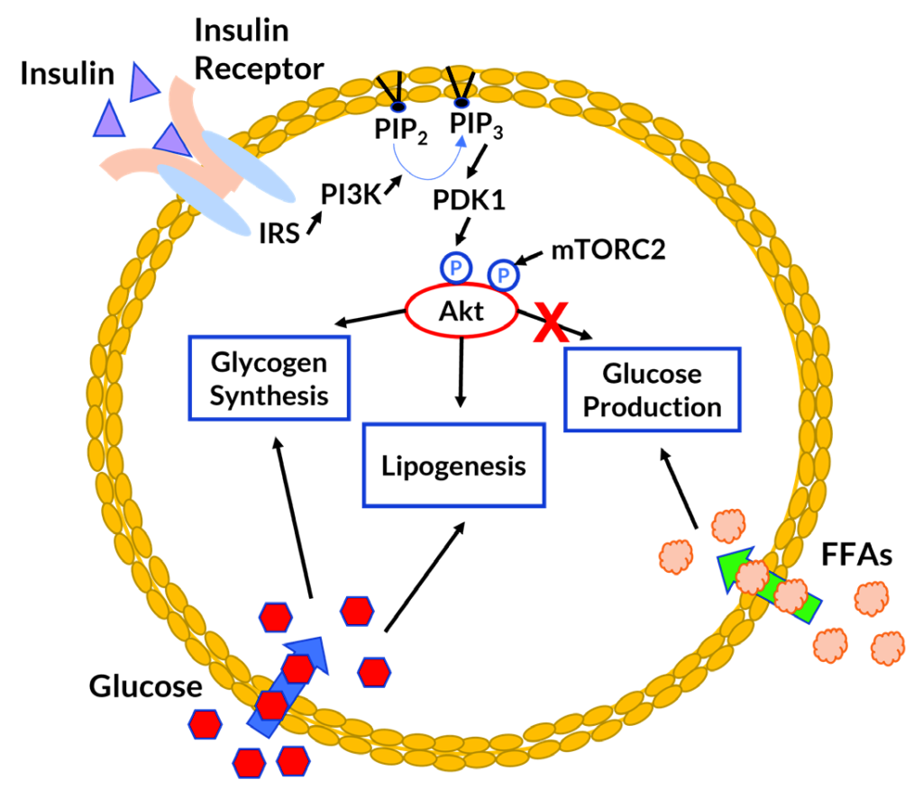 Figure 2. Insulin function and energy homeostasis in hepatocyte (liver cell)