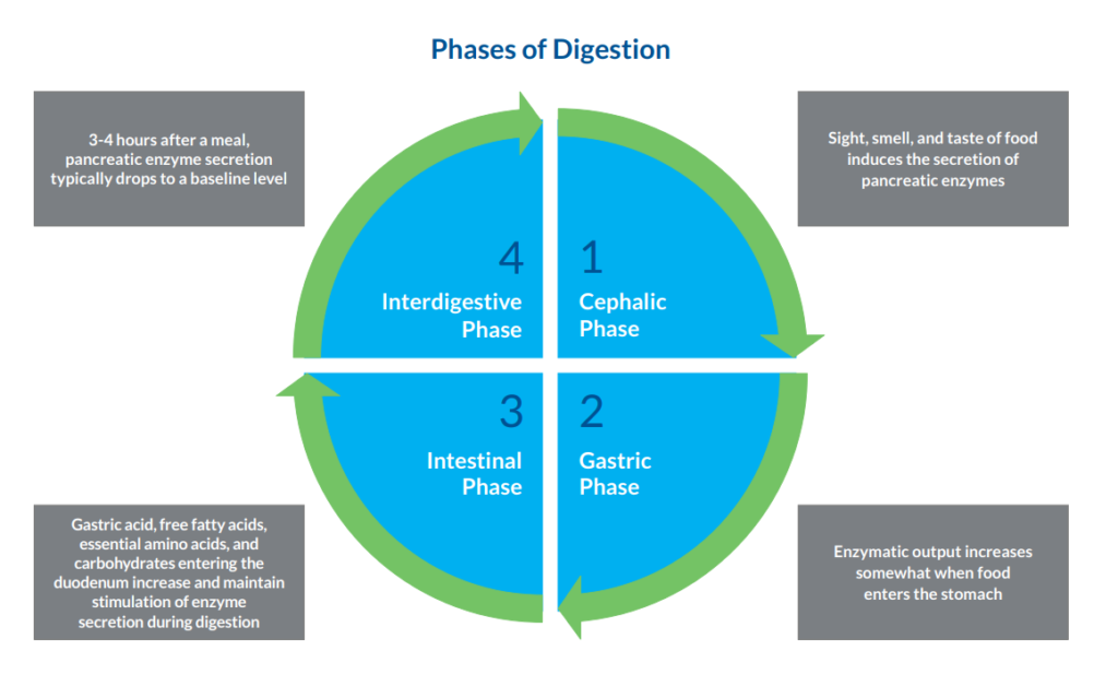 Phases of Digestion